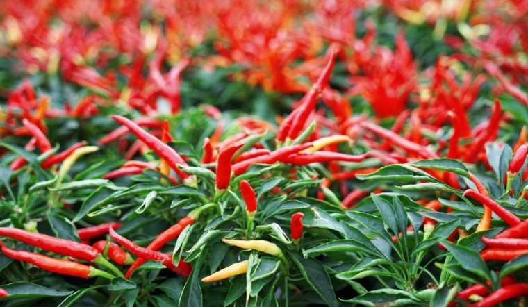 Giá ớt hôm nay 08/05/2023: Không ghi nhận biến động