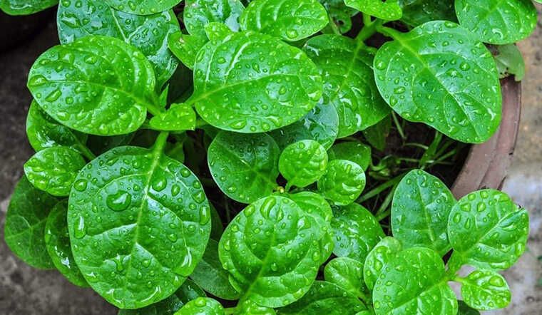 Những đại kỵ khi ăn rau mồng tơi vào mùa hè cần bỏ ngay