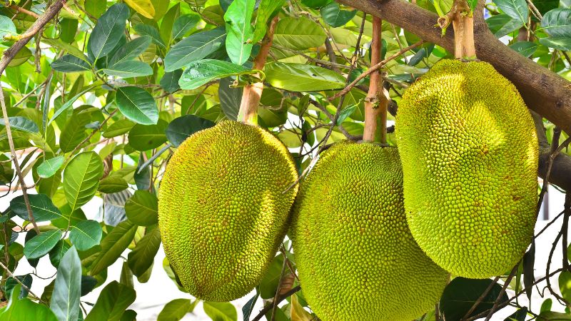 Hiện nay, thương lái mua mít kem với tiêu chuẩn rất khó