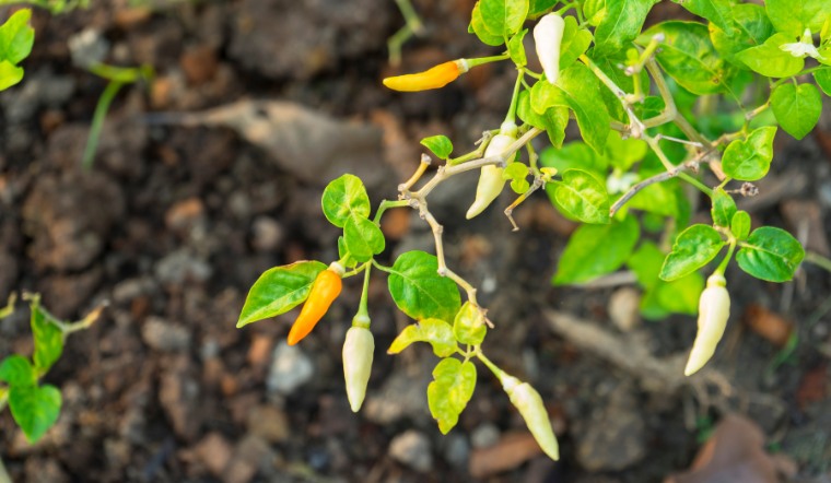 Giá ớt hôm nay 09/05/2023: Tiếp tục chững giá