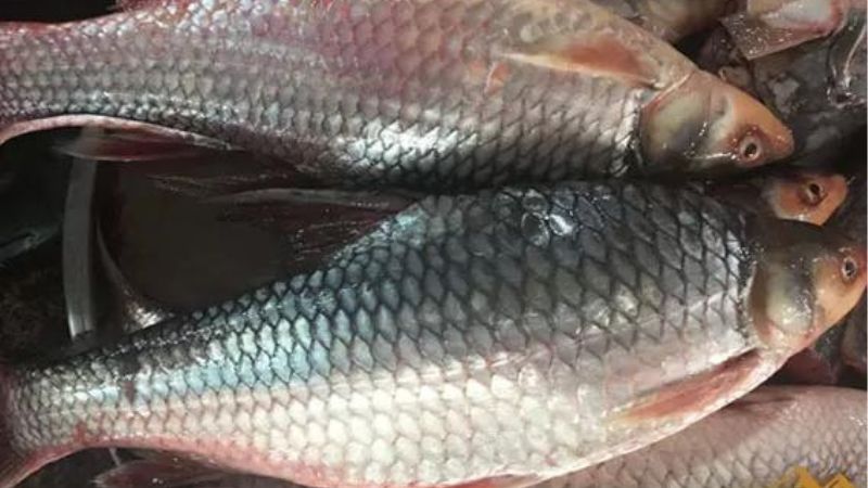 How to choose delicious snakehead fish