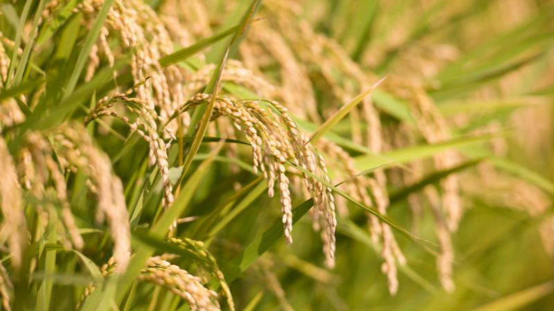 Giá lúa hôm nay 10/5