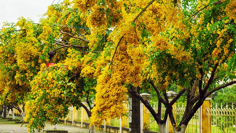 Hoa sưa tại khu vực Vườn Cừa (phường Hòa Hương), TP Tam Kỳ có gì đặc biệt?