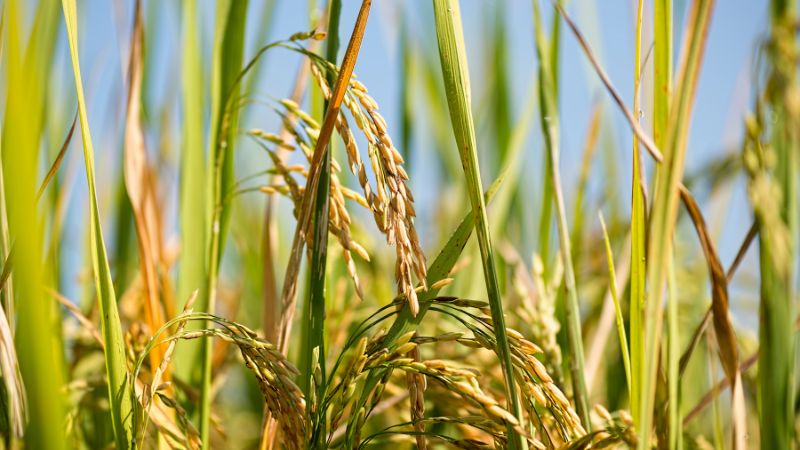 Giá lúa hôm nay 11/5 Giá lúa hôm nay 11/5