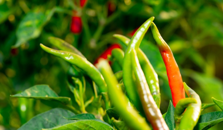 Giá ớt hôm nay 11/05/2023: Giữ đà đi ngang so với hôm qua