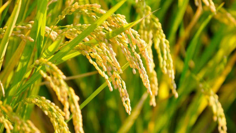 Giá lúa hôm nay 12/5