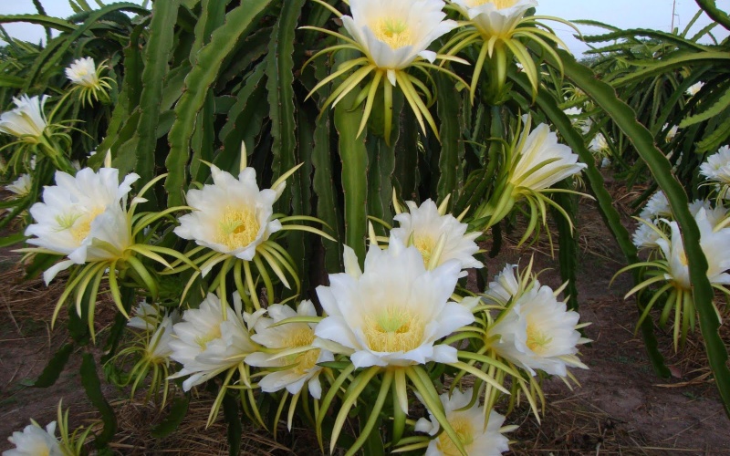 Can dragon fruit flowers be eaten, are they good?