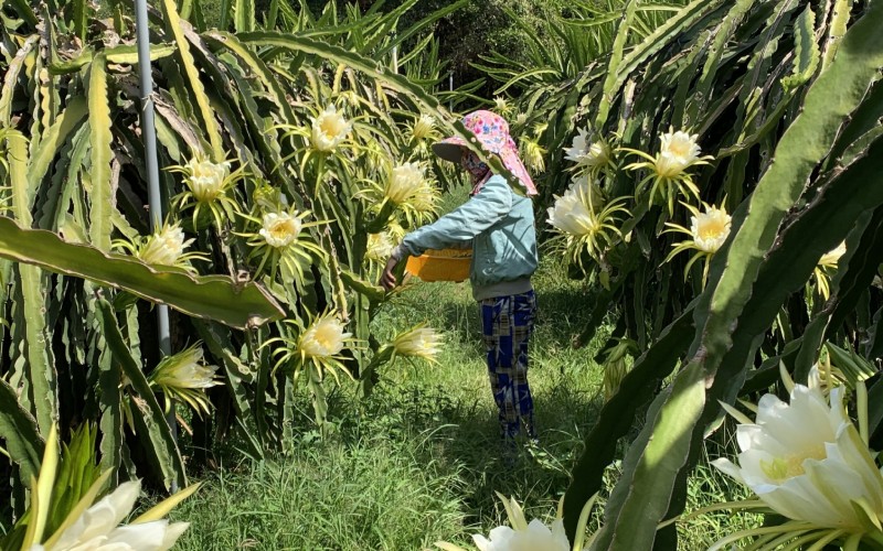 The benefits of dragon fruit flowers for health