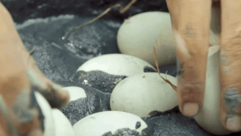 Món trứng có lòng đỏ thơm ngậy ở Trung Quốc mang hương vị của hải sả