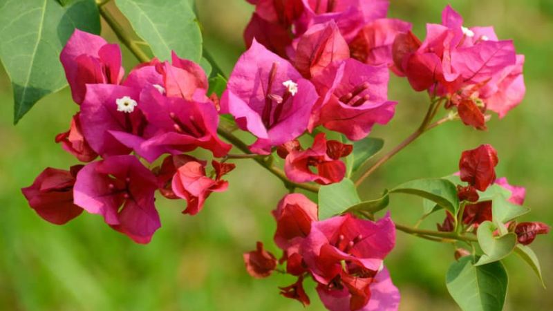 Paper flowers have antiseptic properties