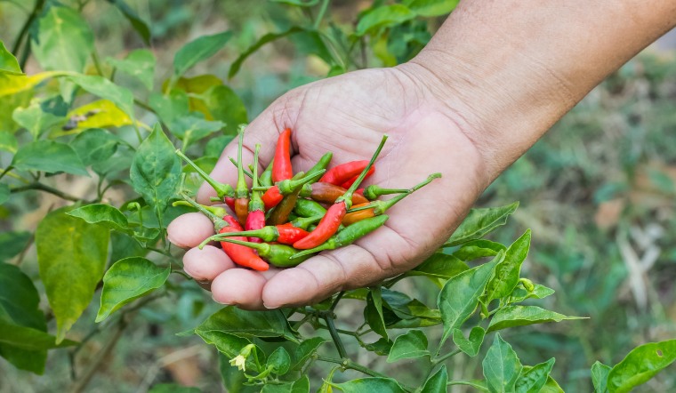 Giá ớt hôm nay 13/05/2023: Ổn định không thay đổi cả 3 miền