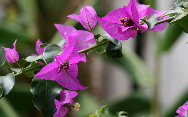 Can paper flowers make tea? How to make tea from confetti