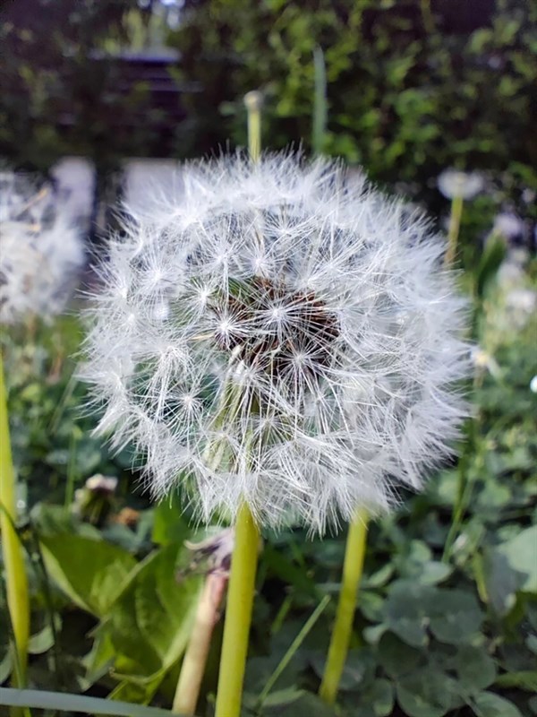 Ảnh chụp macro trên POCO F5 Pro Ảnh chụp macro trên POCO F5 Pro