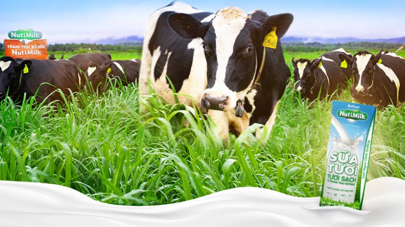 Sữa tươi sạch Nutimilk được làm từ nguồn sữa sạch từ trang trại bò Nutimilk