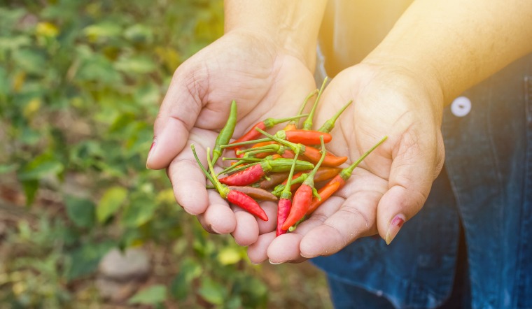 Giá ớt hôm nay 15/05/2023: Đồng loạt tăng mạnh