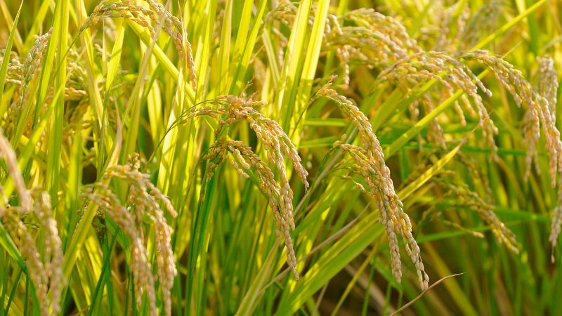 Giá lúa hôm nay 16/5