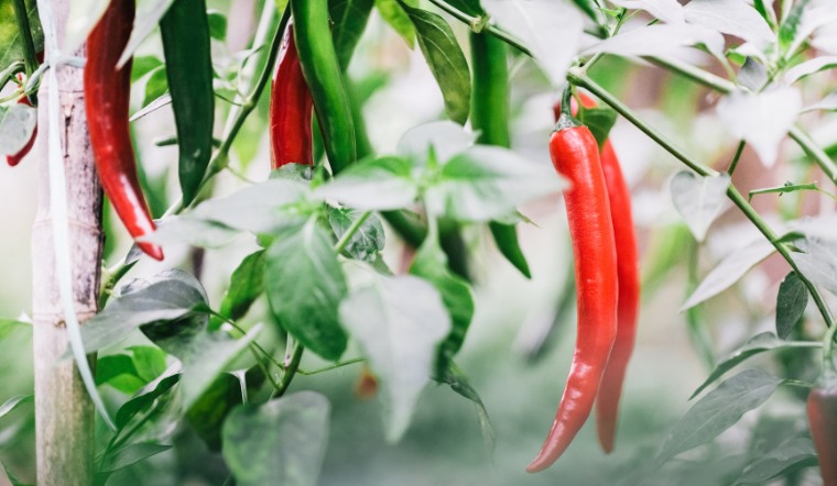 Giá ớt hôm nay 16/05/2023: Thị trường không tăng không giảm