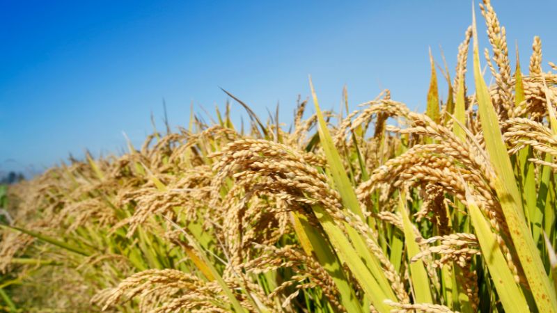 Giá lúa hôm nay 17/5 Giá lúa hôm nay 17/5