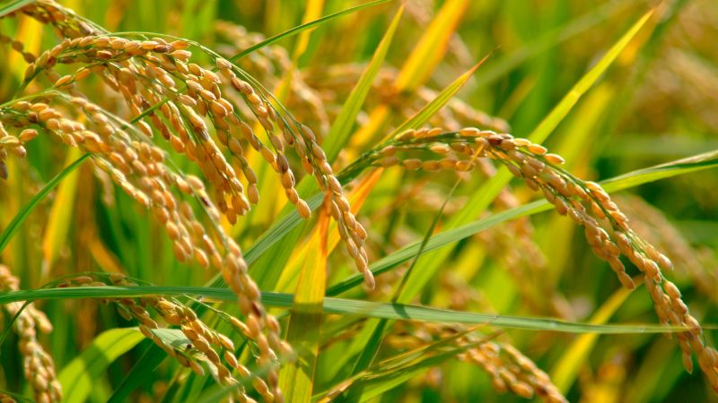 Giá lúa hôm nay 18/5