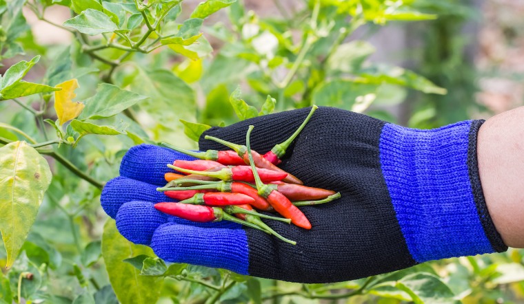 Giá ớt hôm nay 18/05/2023: Giá ớt đẹp, ớt xuất khẩu giảm nhẹ