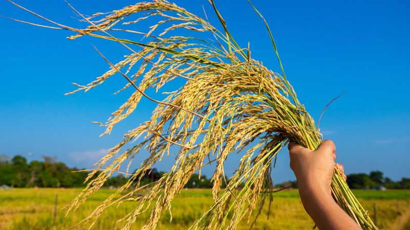 Giá lúa hôm nay 19/5