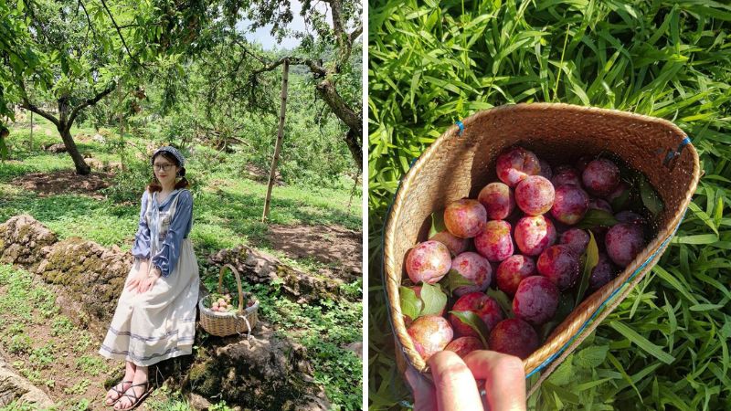 Thung lũng mận Mu Náu