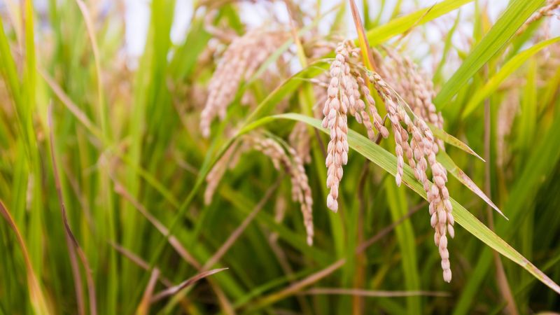 Giá lúa hôm nay 20/5