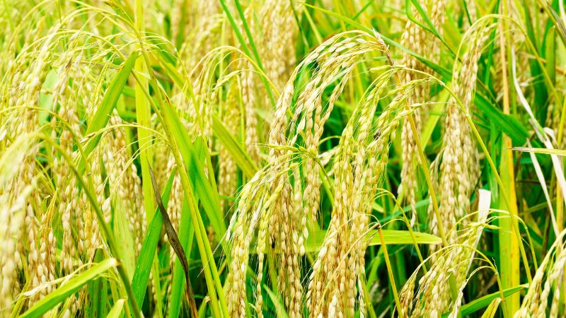 Giá lúa hôm nay 23/5