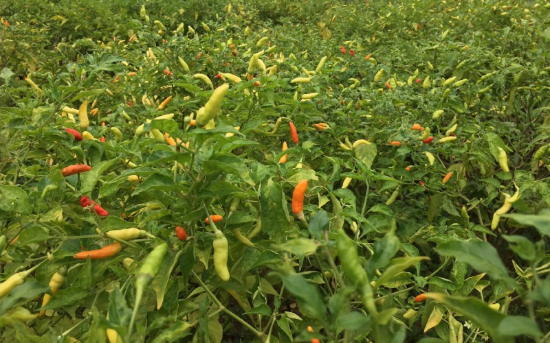 Giá ớt hôm nay 23/05