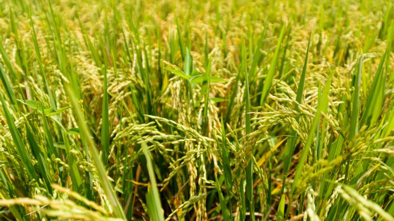 Giá lúa hôm nay 24/5