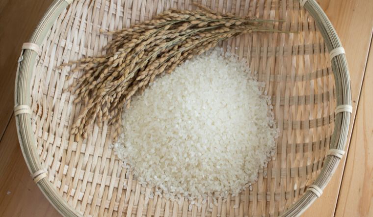 Giá lúa gạo hôm nay 24/5/2023: Tiếp tục không thay đổi