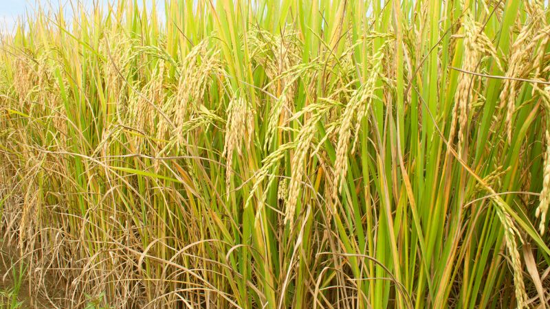 Giá lúa hôm nay 25/5 Giá lúa hôm nay 25/5