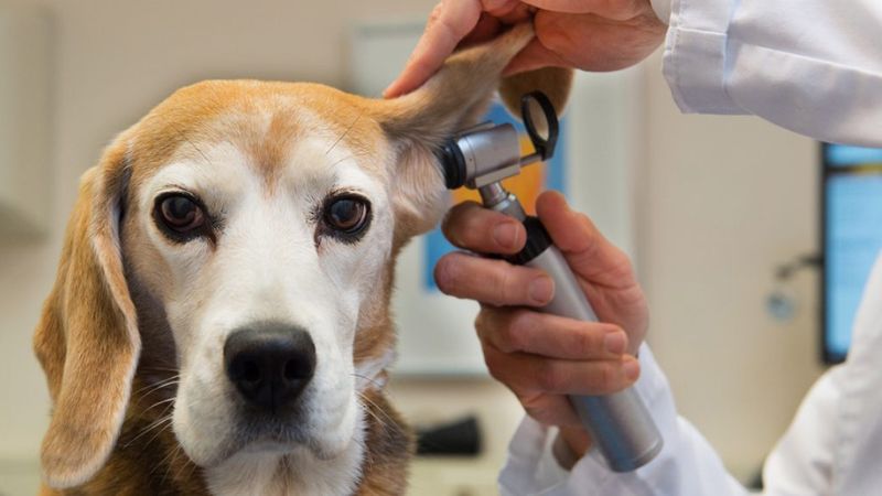Bệnh Leptospirosis
