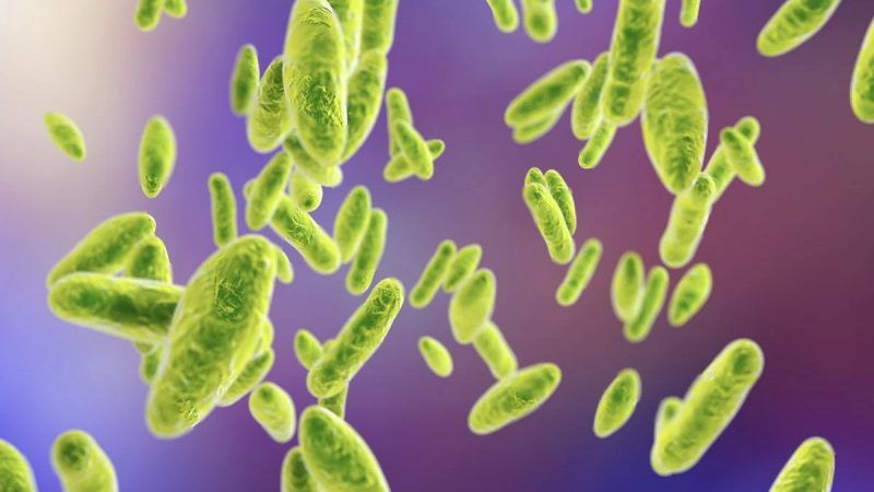 Bệnh Brucellosis