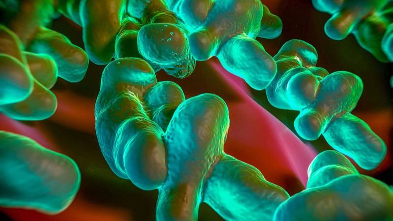 Bệnh Campylobacteriosis