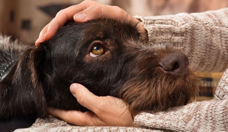 12 bệnh lây từ chó sang người nguy hiểm mà bạn cần lưu ý