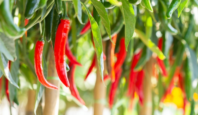 Giá ớt hôm nay 26/05/2023: Tạm thời chững giá