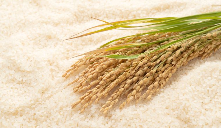 Giá lúa gạo hôm nay 27/5/2023: Không thay đổi trong ngày cuối tuần