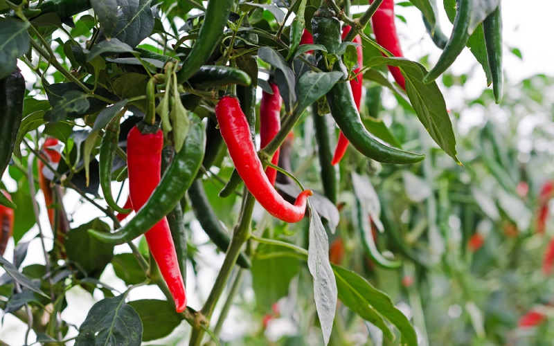 Giá ớt hôm nay 27/05/2023 mới nhất