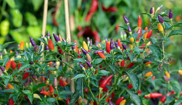 Giá ớt hôm nay 27/05/2023: Yên ắng ngày cuối tuần