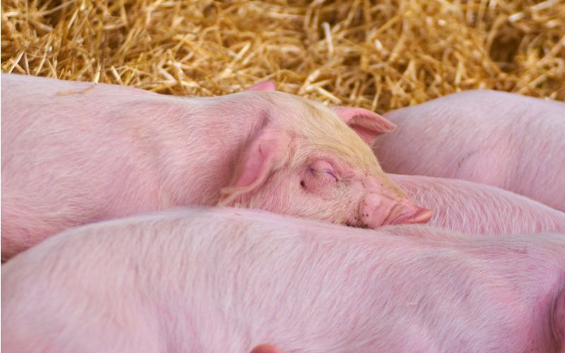 Giá heo hơi hôm nay 29/5 tại miền Bắc