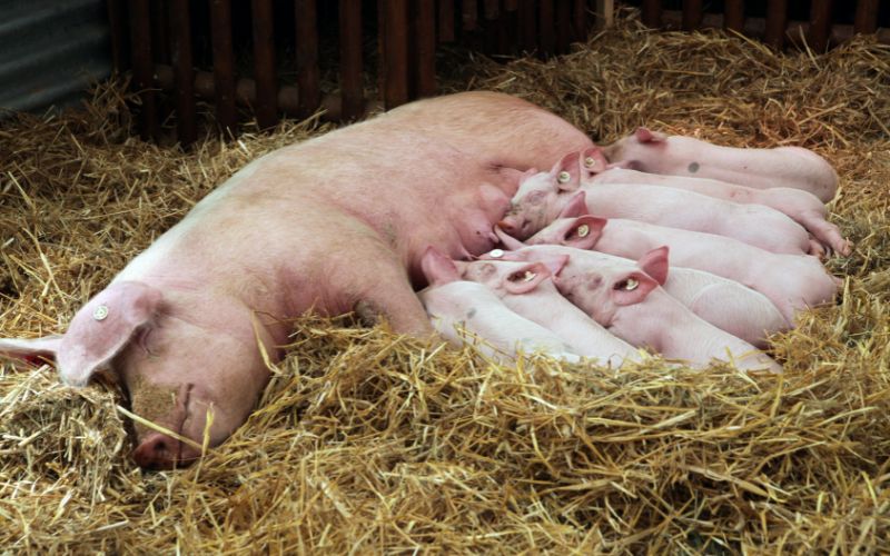 Giá heo hơi hôm nay 29/5 tại miền Trung, Tây Nguyên