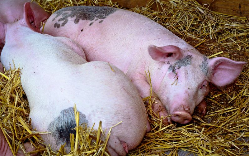 Giá heo hơi hôm nay 29/5 tại miền Nam