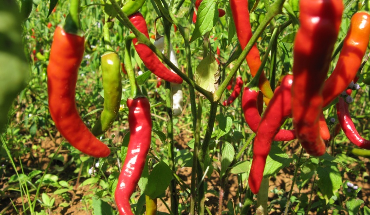 Giá ớt hôm nay 29/05/2023: Tăng từ 2.000 - 4000 đồng/kg ngày đầu tuần