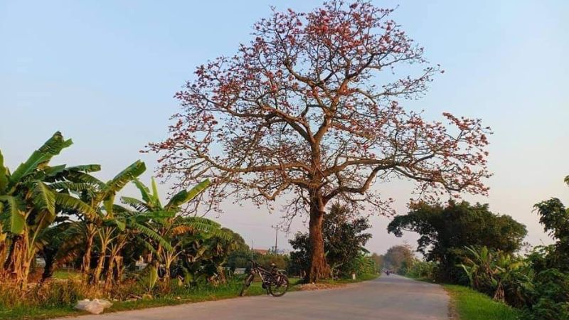 Cây Gạo Thôn Thụy Lân