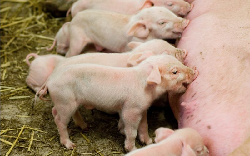 Giá heo hơi hôm nay 30/5 tại miền Bắc