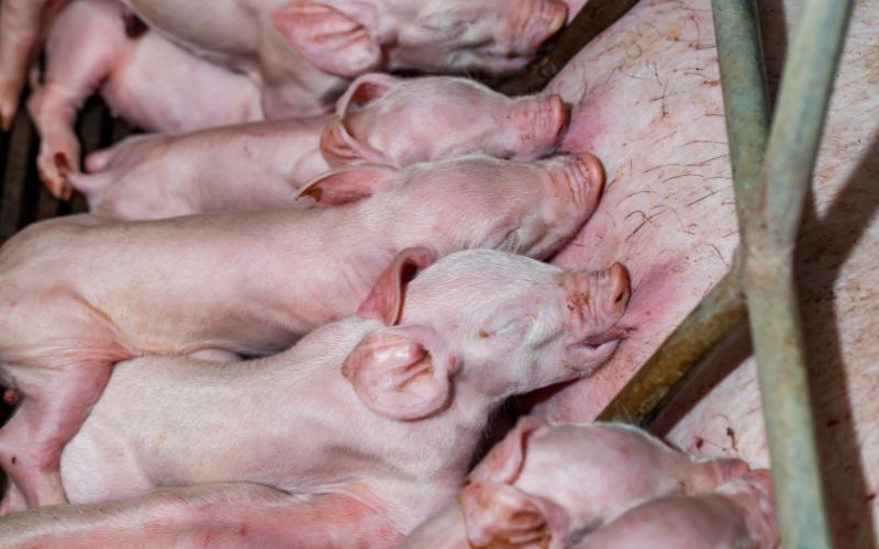 Giá heo hơi hôm nay 30/5 tại miền Trung, Tây Nguyên