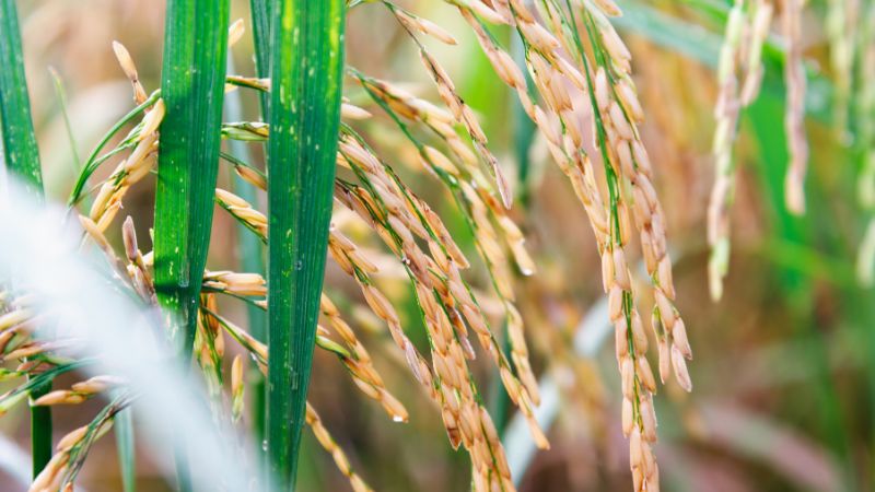 Giá lúa hôm nay 30/5