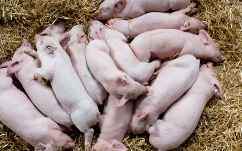 Giá heo hơi hôm nay 31/5 tại miền Bắc