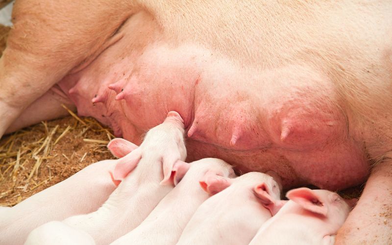 Giá heo hơi hôm nay 31/5 tại miền Nam